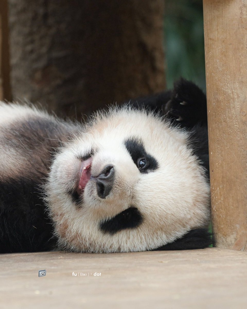 fubao_dot's tweet photo. 240404 배시시 웃는 루랑둥이🐼🌼

#루이바오 #Ruibao #睿宝 #후이바오 #Huibao #辉宝 https://t.co/nK6HLvMDSS
