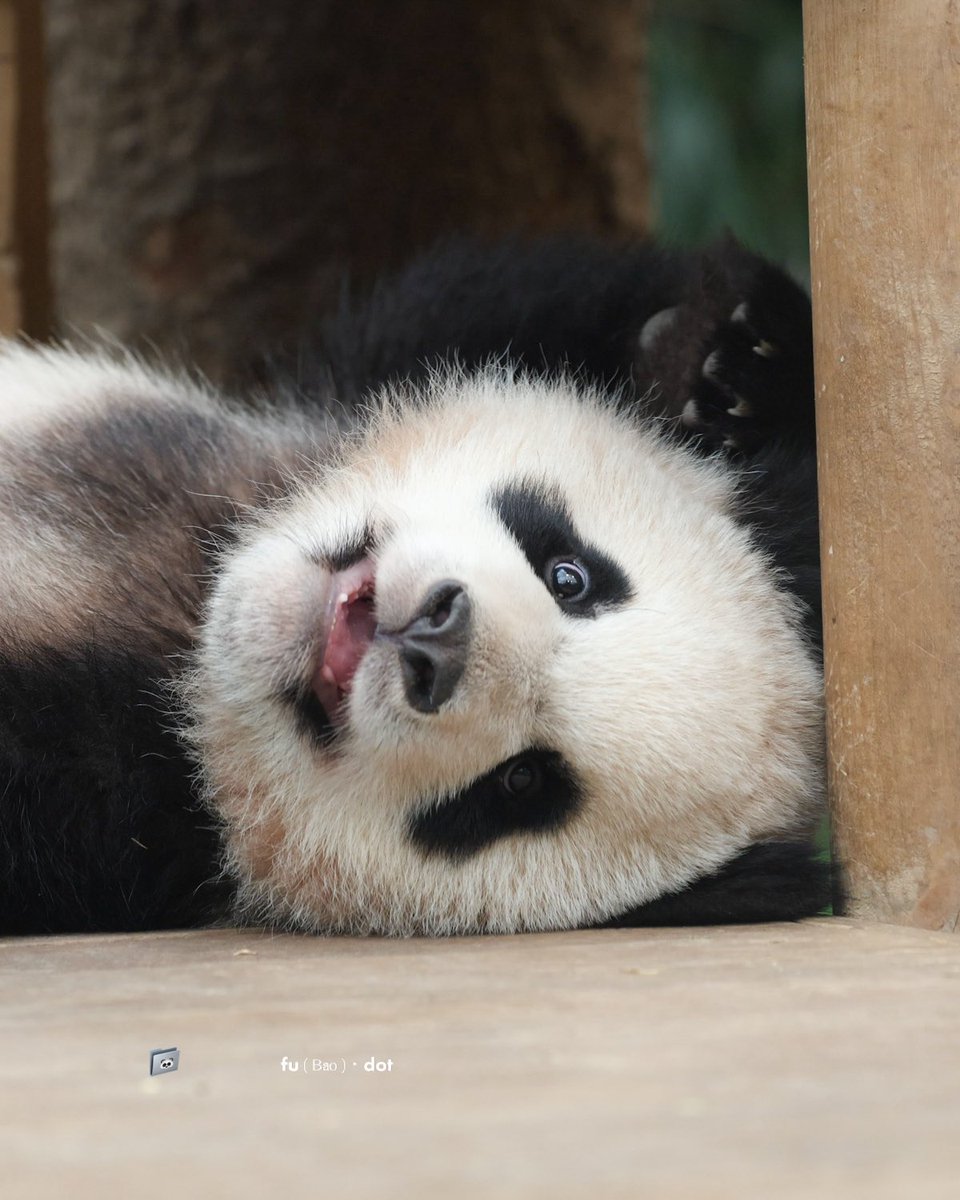 fubao_dot's tweet photo. 240404 배시시 웃는 루랑둥이🐼🌼

#루이바오 #Ruibao #睿宝 #후이바오 #Huibao #辉宝 https://t.co/nK6HLvMDSS