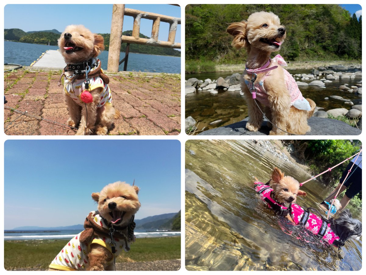 Aya🐶🐾 tweet media