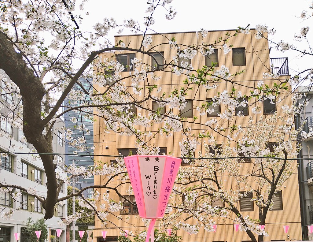 ponta_2gether's tweet photo. 目黒川に行ってきました🌸 https://t.co/QL8yjhT4ZD