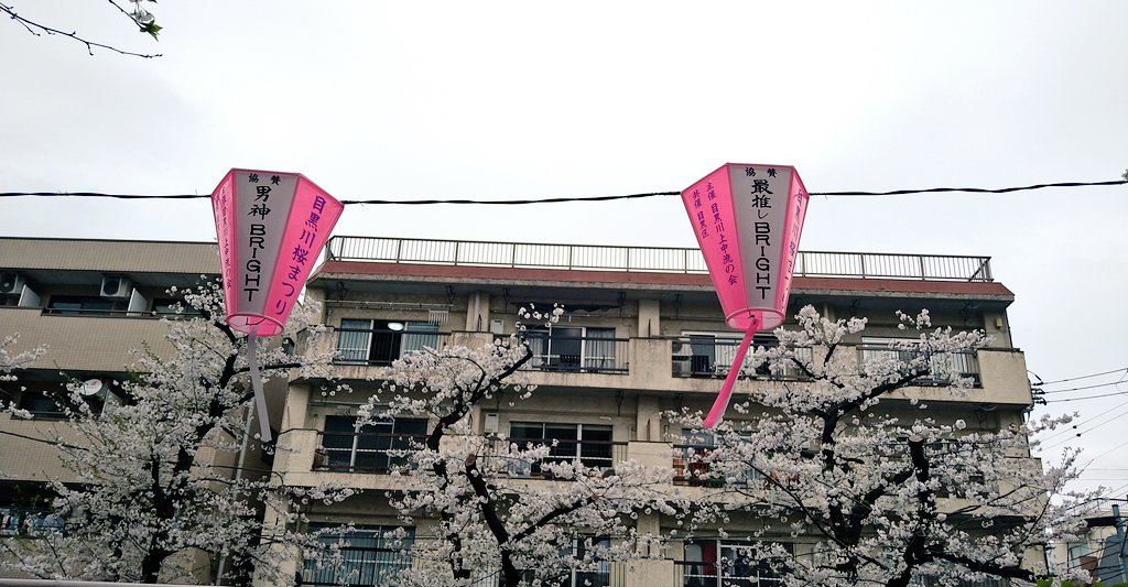 ponta_2gether's tweet photo. 目黒川に行ってきました🌸 https://t.co/QL8yjhT4ZD