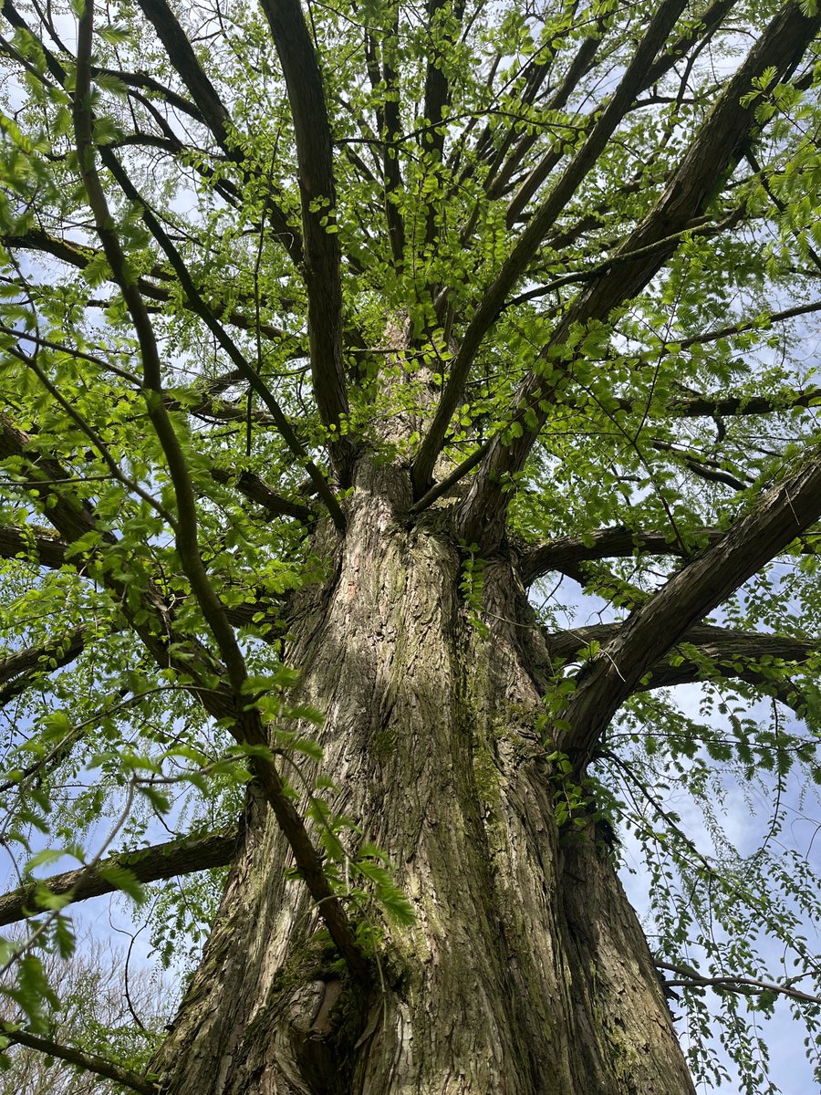 Metasequoia