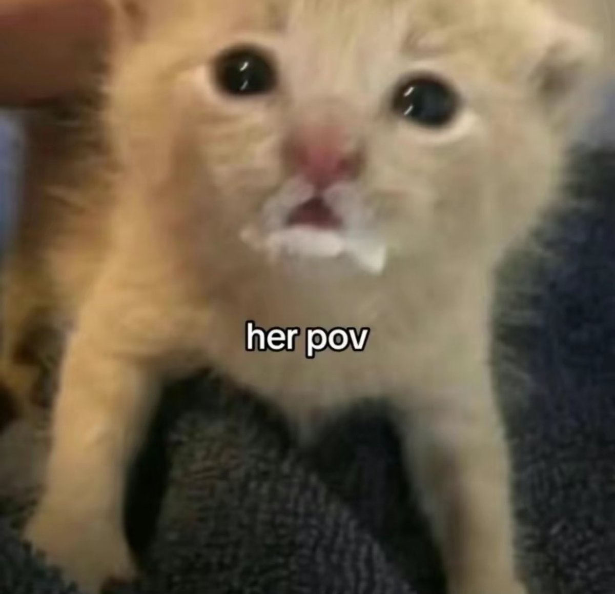 Bee 🐝 🇩🇴 (@savinthebees) on Twitter photo 