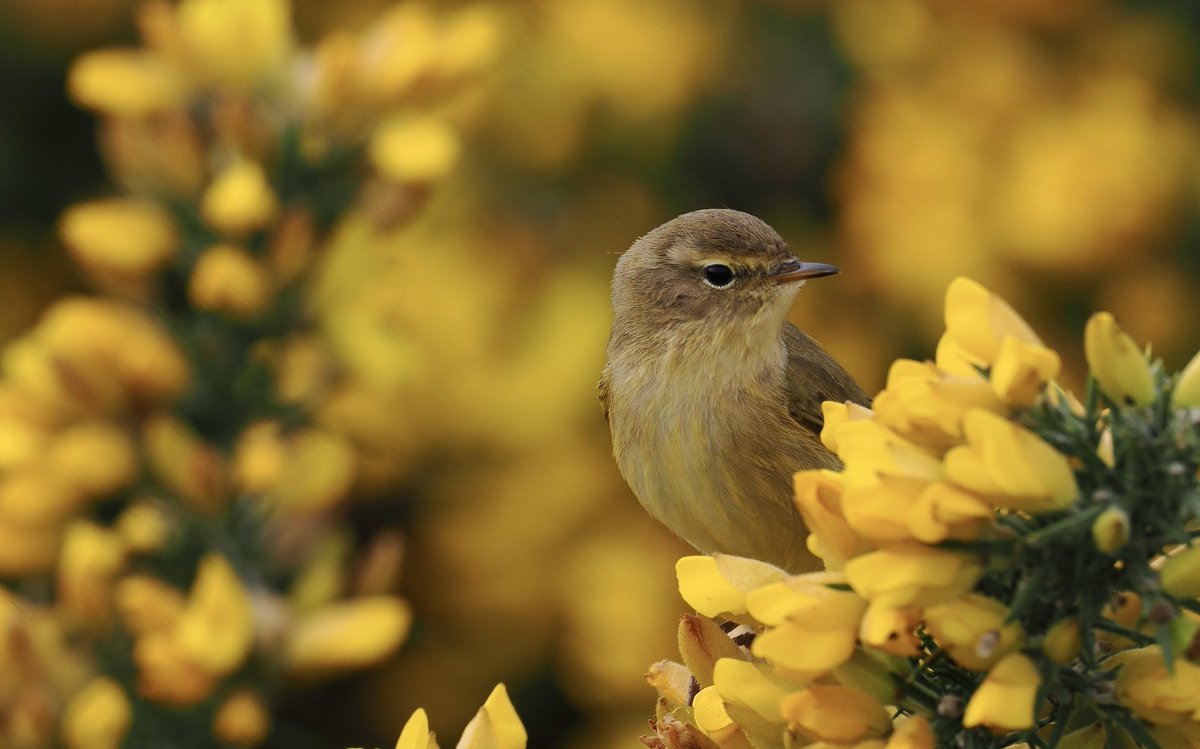 Chiffchaff on Gorse, near Hertford today. ⁦@Hertsbirds⁩ ⁦@OMSYSTEMcameras⁩