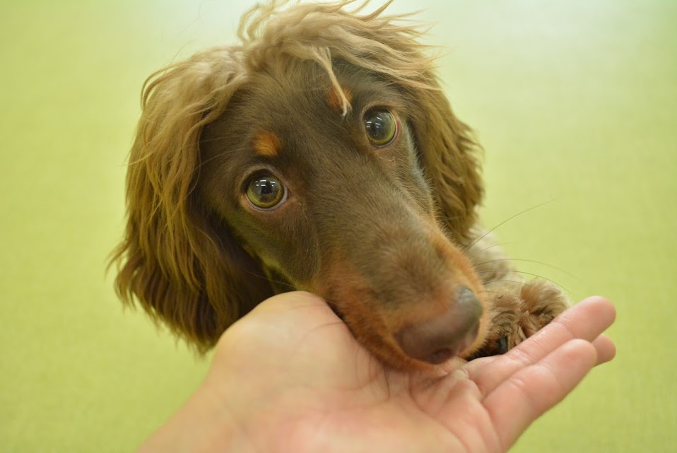 shu2_knight's tweet photo. わうちゃん1歳の頃
お父さん犬は3歳でモヒカンなくなったって
聞いてたのでそのうち全部抜けちゃうんだろうなぁ
って思ってた頃
#zuttodog https://t.co/KhJP1EJAov