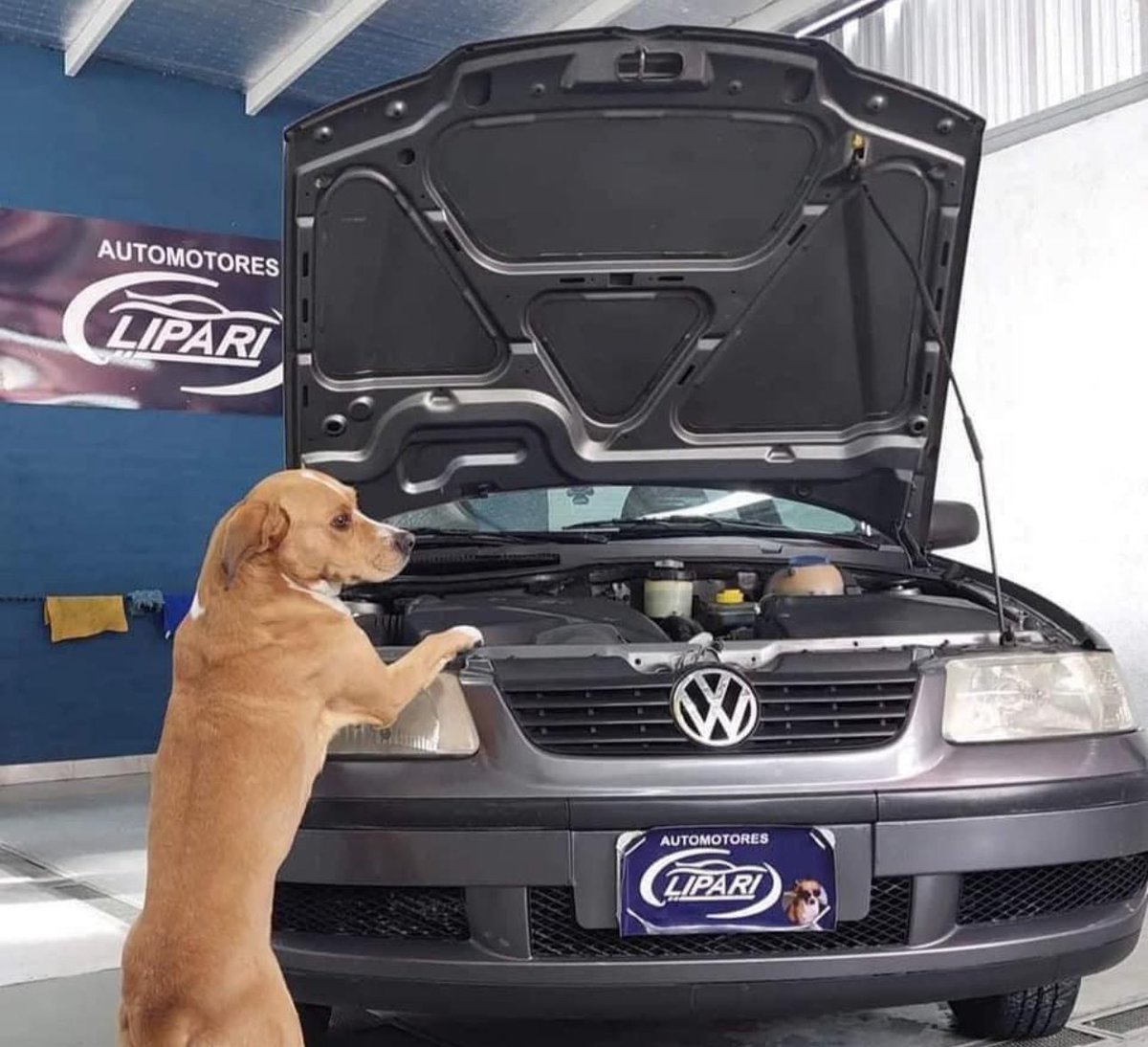 UNA AGENCIA DE AUTOS SE HACE VIRAL AL PROMOCIONAR SUS VEHÍCULOS CON PERRITOS RESCATADOS. 🐶♥️🚗 

“Antes de ser agente de ventas, vivió mucho tiempo en la calle. Fue rescatado hace más de seis años. Hoy es el jefe del equipo de ventas”: así presenta Automotores Lipari a Tomi, un