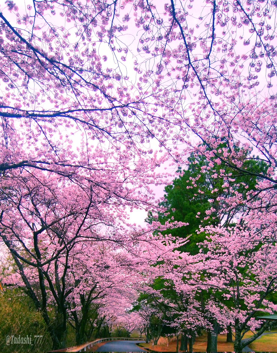 Bonjour🌸🎶
Have  a wonderful weekend💐🎶🥂✨