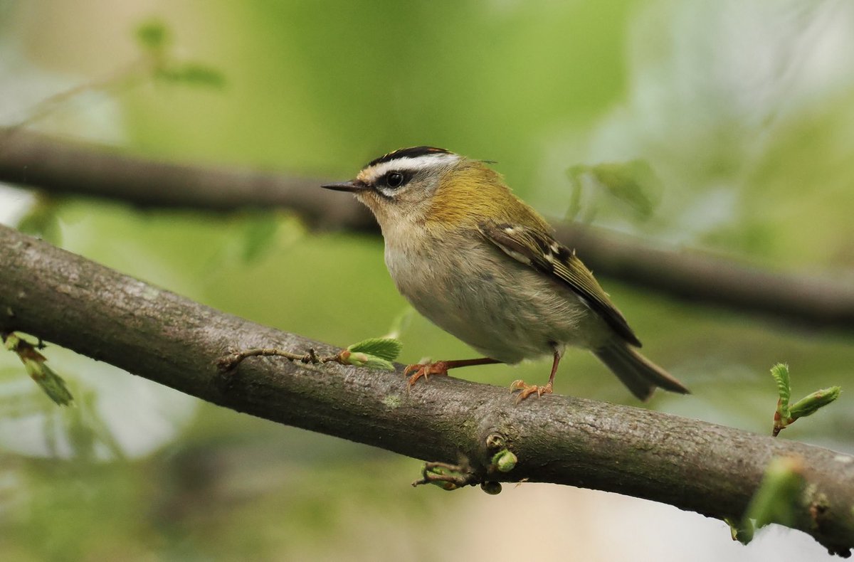 Another pair of Firecrests found today near ⁦@panshangerpark⁩ not far from one of main roads. That’s at least two pairs, about a mile apart. Great news! ⁦@Hertsbirds⁩ ⁦@HMWTBadger⁩