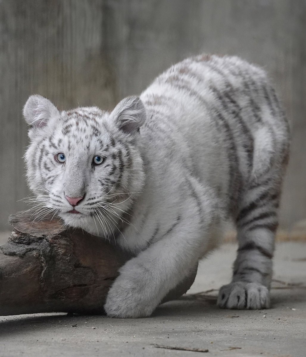 ちんまり #ホワイトタイガー #宇都宮動物園