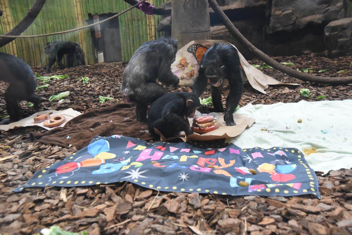 This week we celebrated primatologist @JaneGoodallInst's 90th birthday and chimp Asali's 19th birthday! 🎉