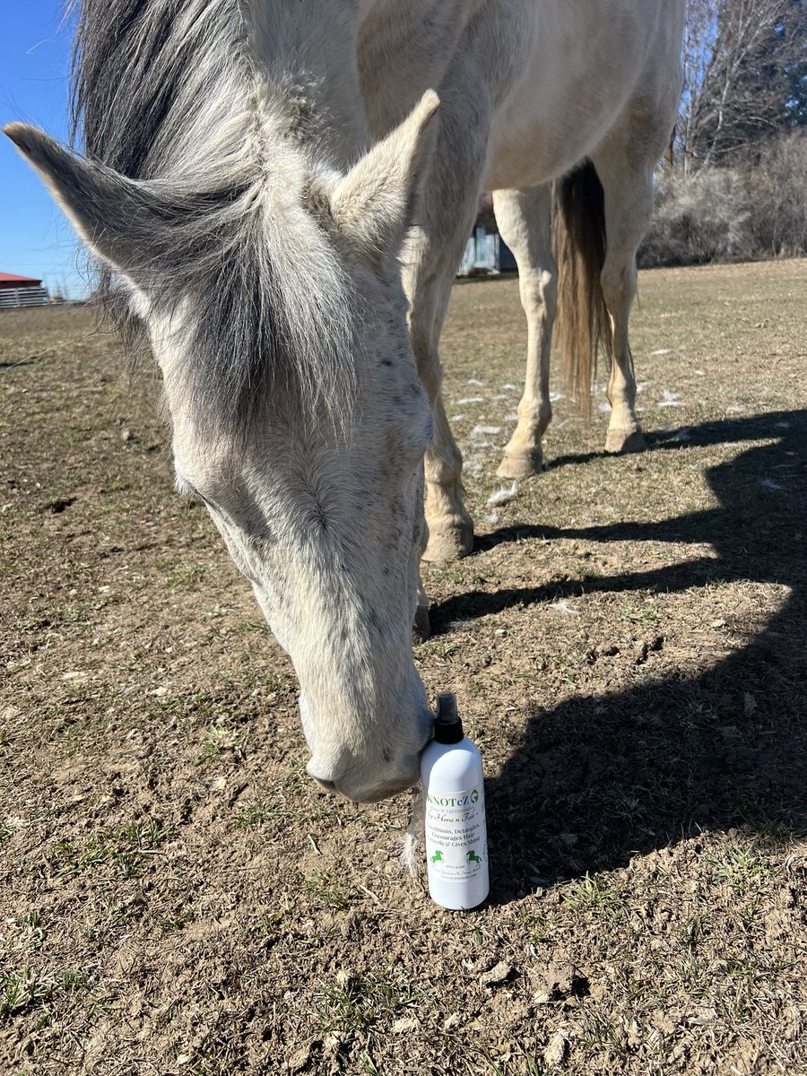 #SelfieSaturday #KnotEz mane, tail detangler by Horse N Tale
#horsentale #topicalequineproducts #naturalhorsecare #equine #horse
#maneandtailsdetangler #conditioner #knotez #grooming #horsegrooming 
#horses
#detangler #maneandtaildetangler #mane #tail
#KnotEz #Saturday #Saturdays