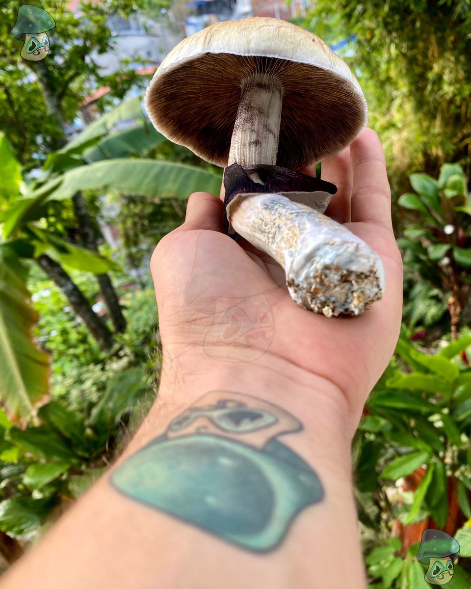 (…) Tú no eres el hacedor de ninguna acción o el pensador de ningún pensamiento. Los eventos suceden, pero no hay hacedor. Todo lo que hay es Conciencia. Eso es lo que verdaderamente eres Tú. (…)
🧘🏽‍♂️
Perfecta Brillante Quietud
David Carse

#hongosmedicinales #bienestarnatural