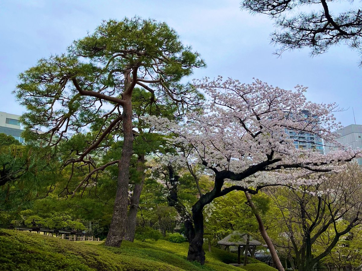 mojoko_frau's tweet photo. 今日は桜を見に行きました🌸
八芳園に見に行ったのですが、その近くにある東京大学医科学研究所の桜が凄かったので思わず何枚か撮りました😳
桜並木もいいですが、こういうでーんと大きく枝をいっぱいに伸ばしている1本の桜の木……これもまた風流でいいですよね〜😌

#桜 #花見 #お花見スポット https://t.co/DGVJJmkE1y