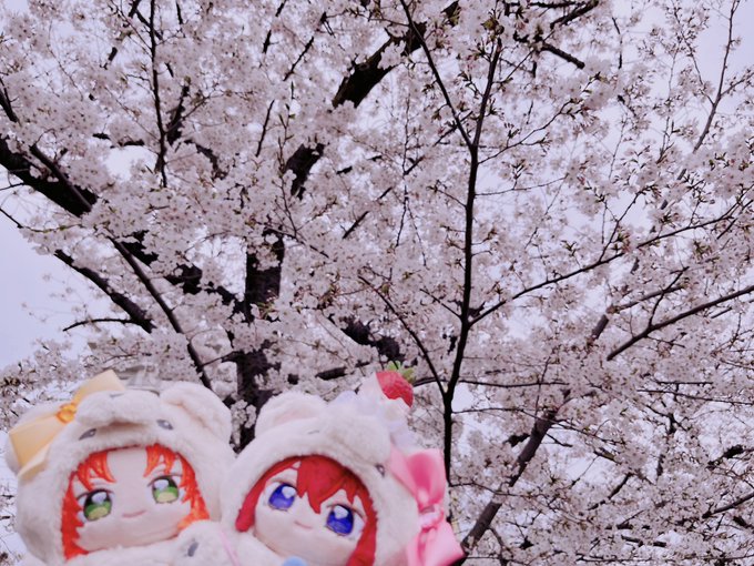 「青い眼 桜」のTwitter画像/イラスト(新着)｜5ページ目