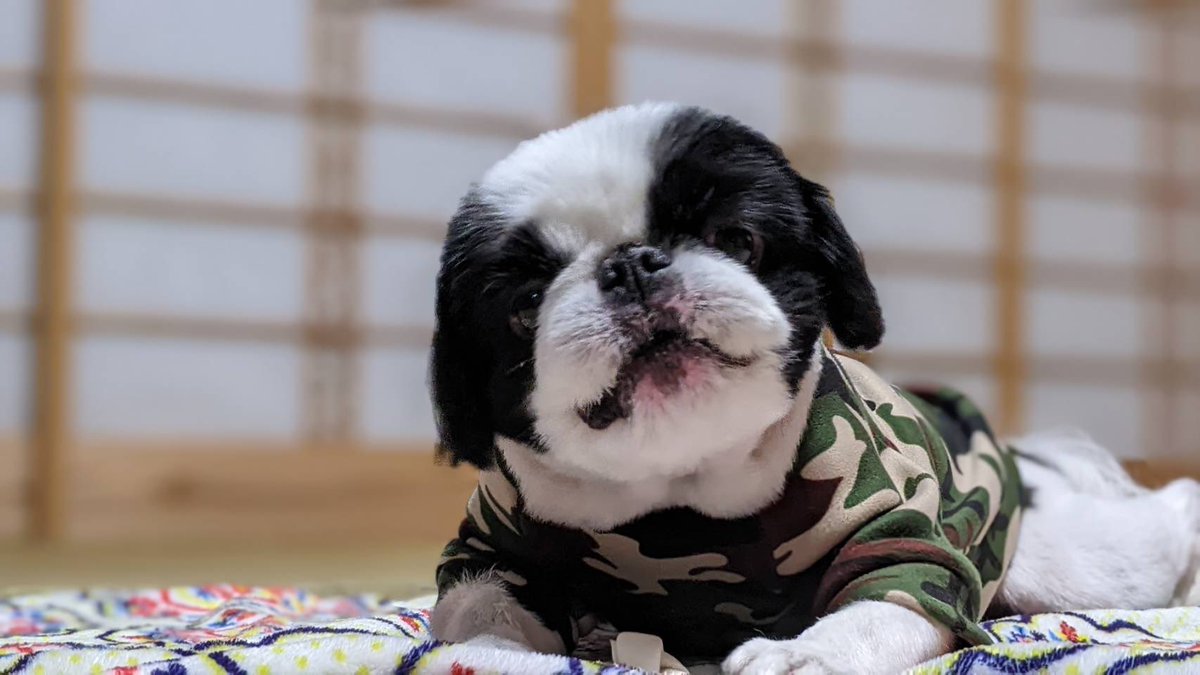 15to5syuin's tweet photo. ムツ君今日で7歳になりました！🎉
ちょうどカットしたばかりなのでスッキリです😊 https://t.co/C8N21ujtBd