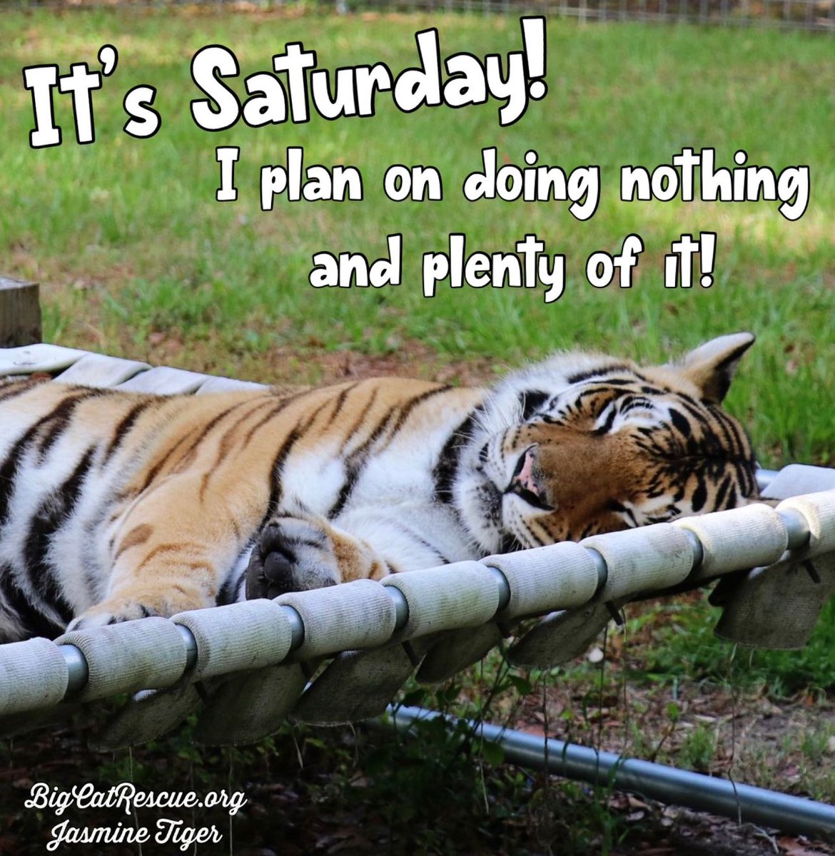 “It’s Saturday! I plan on doing nothing and plenty of it!” 🐾 #JasmineTiger #BigCatRescue #BigCats #Tiger #Saturday #SaturdayMorning #SaturdayMood #Memes #Quotes #QuoteToLiveBy #Rest #Relax #Enjoy #EnjoyLife #Weekend #WeekendVibes #CaroleBaskin #Throwback