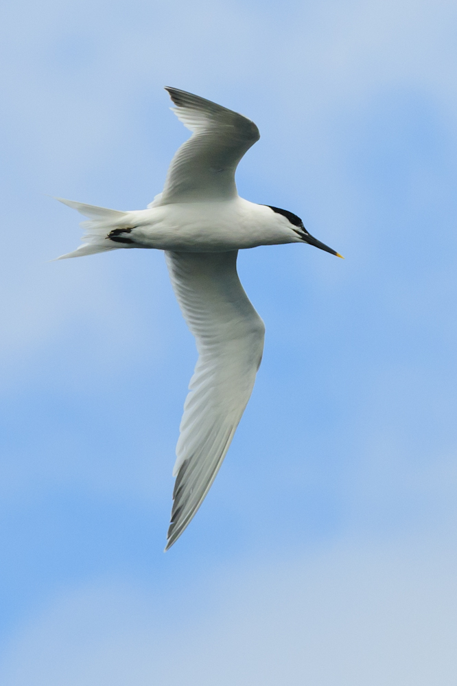 Summer is on its way when terns start to appear - look out for the Sandwich Tern plunge diving fo fish #WildlifeWednesday