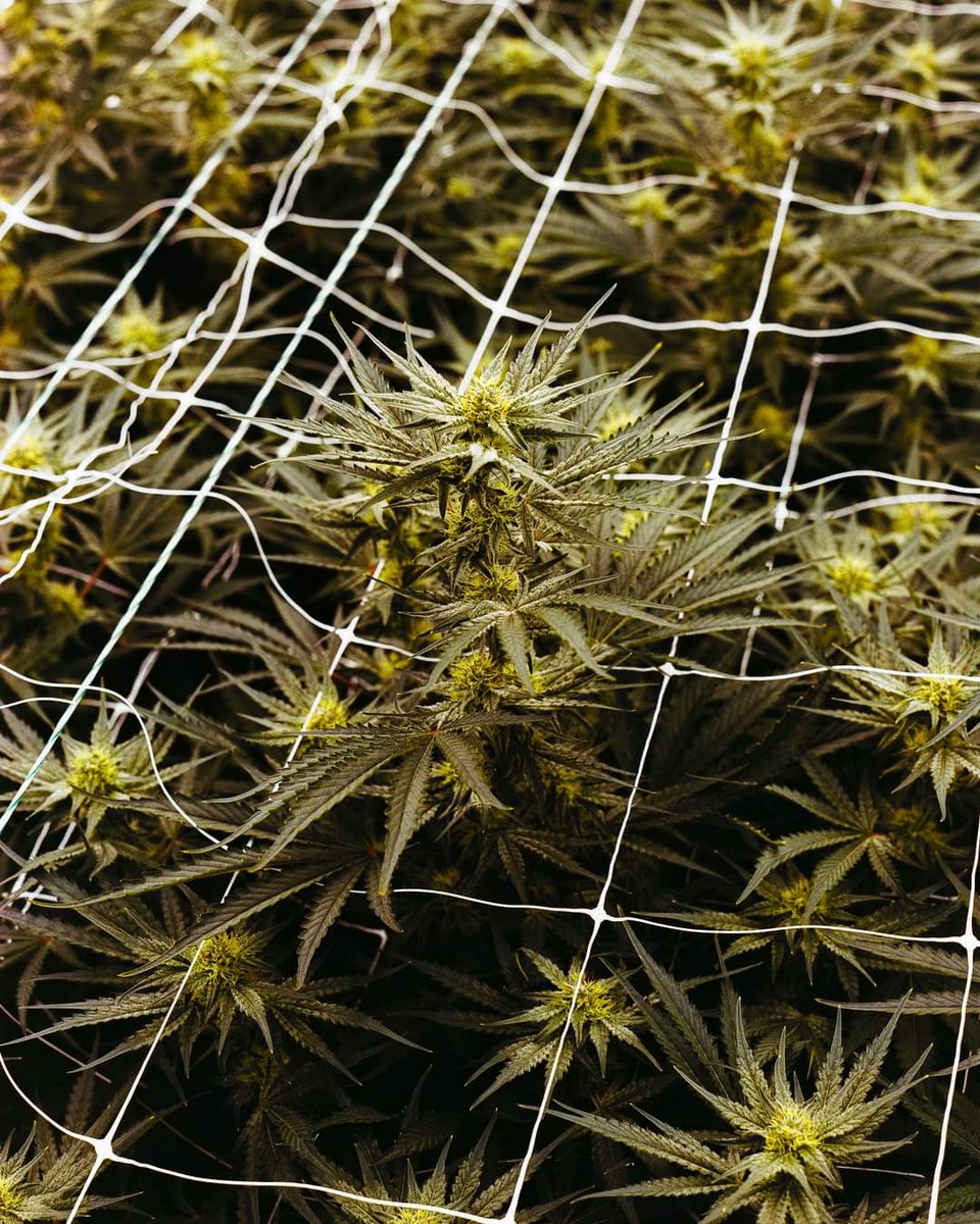 TruroCannLP's tweet photo. Craft cannabis epitomizes small-batch cultivation, emphasizing quality, care, and expertise. With a focus on preserving genetics and flavors, artisanal growers deliver premium products that cater to discerning consumers seeking authentic, high-quality experiences. https://t.co/0w9r2midPs