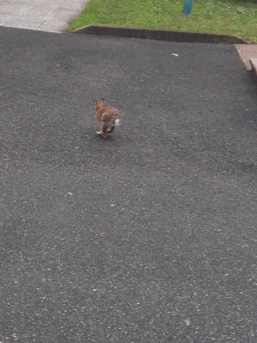 想拍地上乌鸫刚拿出手机就飞了，原来是跑来只野兔子