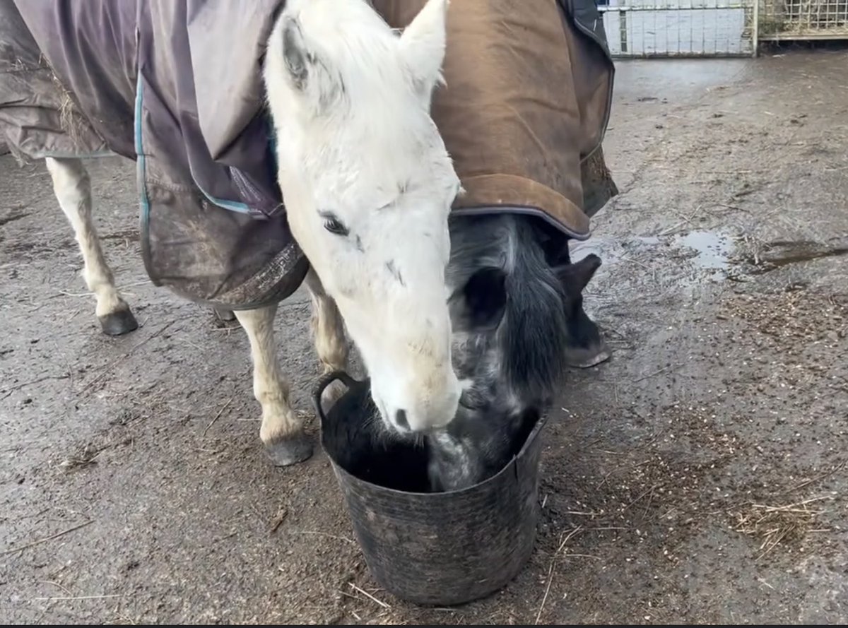 Derby and Smithy, two of our oldest rescues at around 40 yrs old, are bonded companions and will happily share their feed bucket 💜. They are open planned during the day but looking forward to going out in the field once it has dried out. justgiving.com/campaign/veryu…