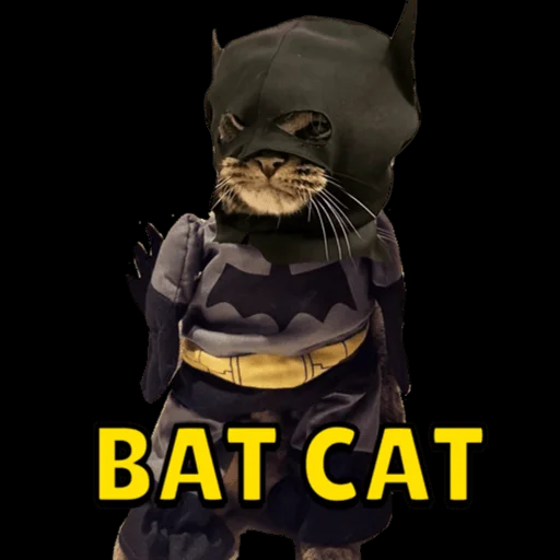 BATCATonSolana's tweet photo. Community funds have been raised to update dextools. 

I am vengeance. I am the night. I am BatCat.

Meow 🦇🐈‍⬛ https://t.co/Z37SZ9PTkj