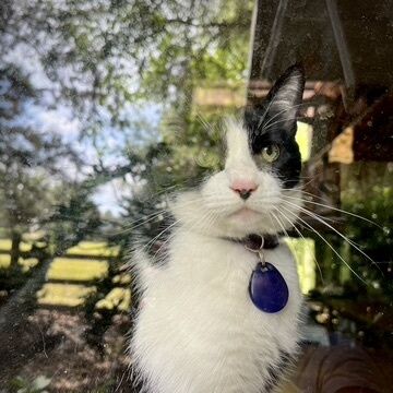 You're outside, Mom. Why can't 𝘐 be outside? WHY????
#HappyCaturday, all!😻😻😻

#Caturday #Cats #BecauseIsaidSo