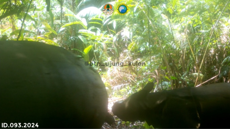 The Javan Rhino Monitoring team has spotted a new calf in Ujung Kulon National Park! The 3-5 month old calf and its mother were recorded on camera trap in March 2024. Welcome news for this imperiled population. ppid.menlhk.go.id/berita/siaran-…