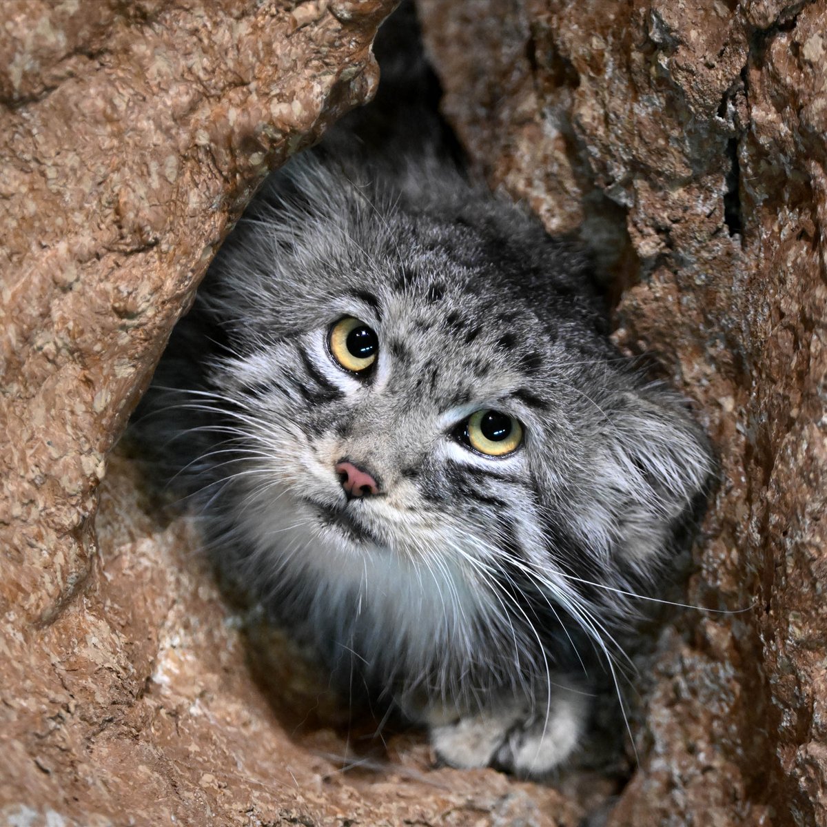 When you visit Desert's Edge, be on the lookout for our Pallas's cat hiding among the rocky terrain. These wild cats are small and stocky, around two feet in length, making it easy for them to sneak into small spaces!