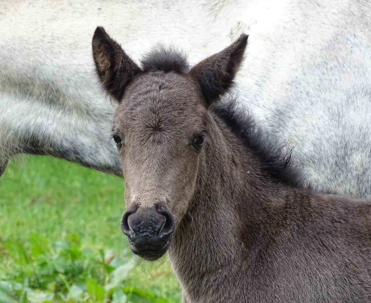 A useful explanation about Effective Population and how it impacts on the #eriskaypony

eriskaypony.org/2024/04/06/exp…