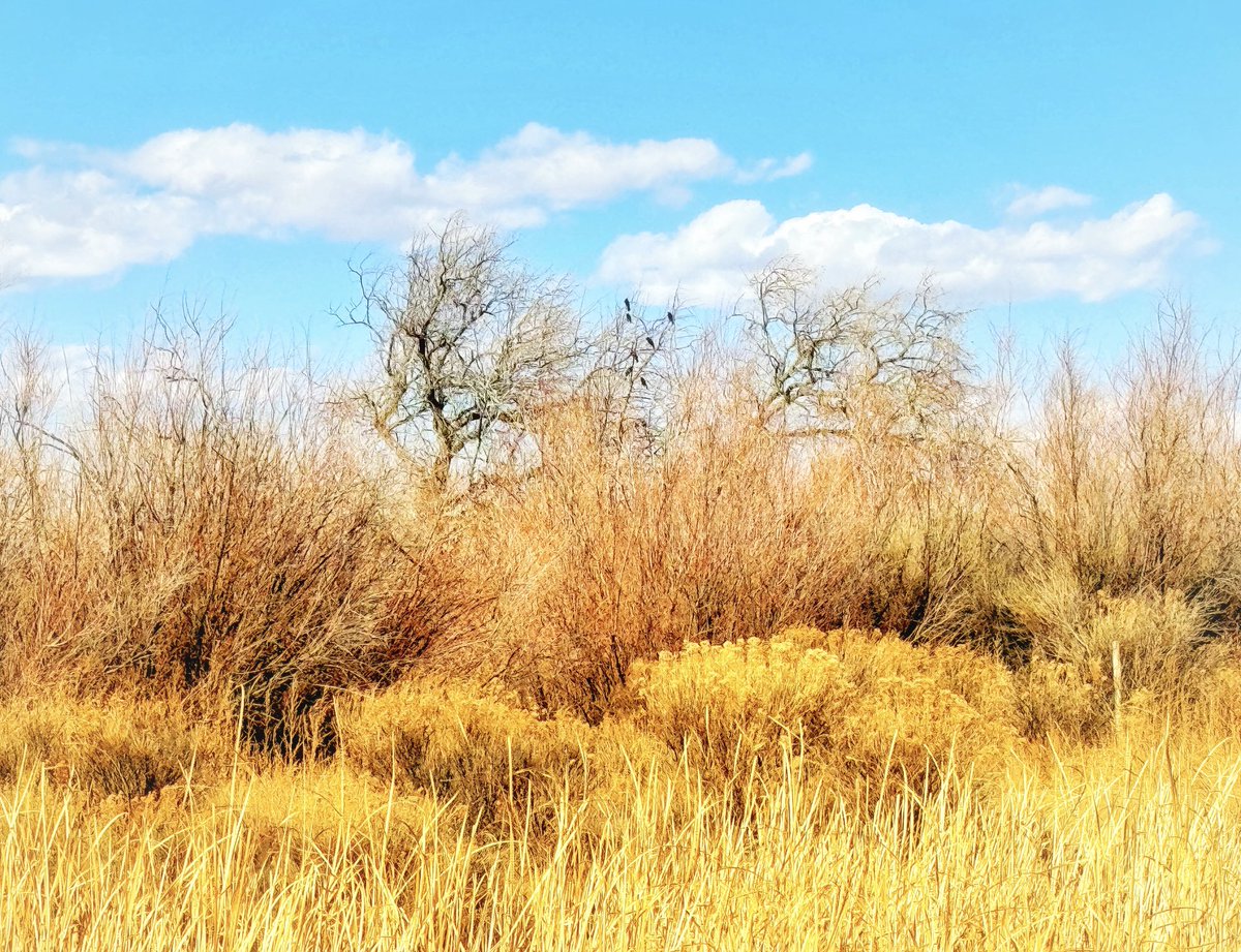 Morning in the bird sanctuary this week…☁️ #keepitwild #photography