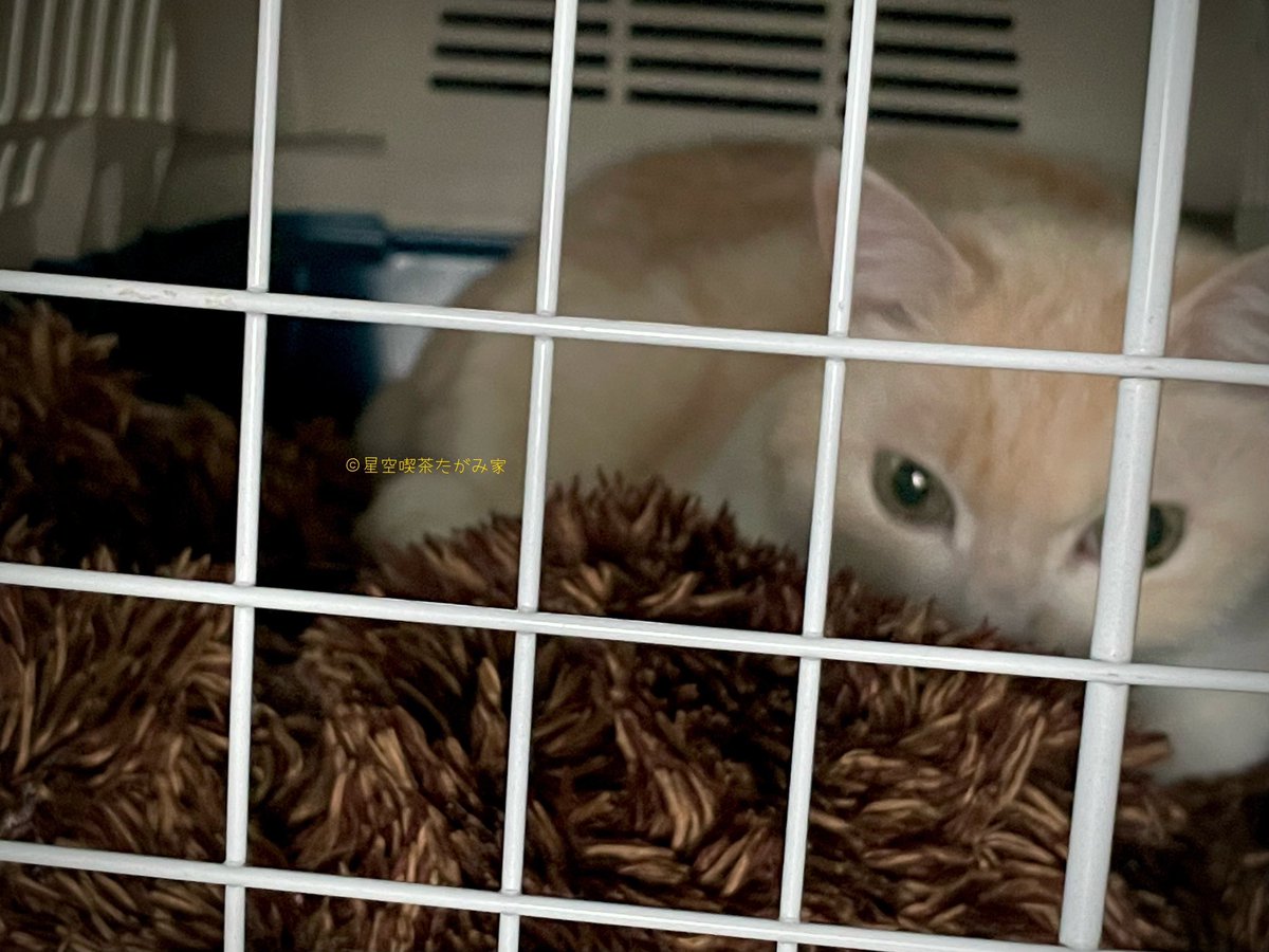 たがみさん家の今日のごはん

朝・昨日のベイクウェルプディングの残りと🍓
昼・豆腐メインの豚汁、納豆、野菜、🍚にじゃこ
晩・ひつまぶし(外食)

夕方、義実家にドナドナ🚗

おぼっちゃまは高速道路がお嫌いで昔はギャーギャーでしたが、最近では諦めたのか無の顔で丸くなってほぼ寝てます🐈💤