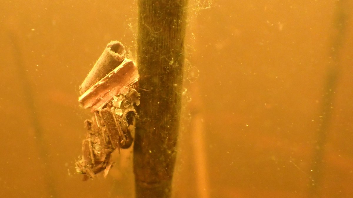 numenini's tweet photo. Ditch at Nattergal High Fen Wildland absolutely crawling with a new Caddisfly larva for me - a Limnephilus species I think. Their intricate cases seemed to be made from criss-crossed Juncus or Reed stems?
#Caddisflies #Caddisflylarvae #trichoptera #Methwold #Norfolk
4/11 https://t.co/NCHR4zshXD