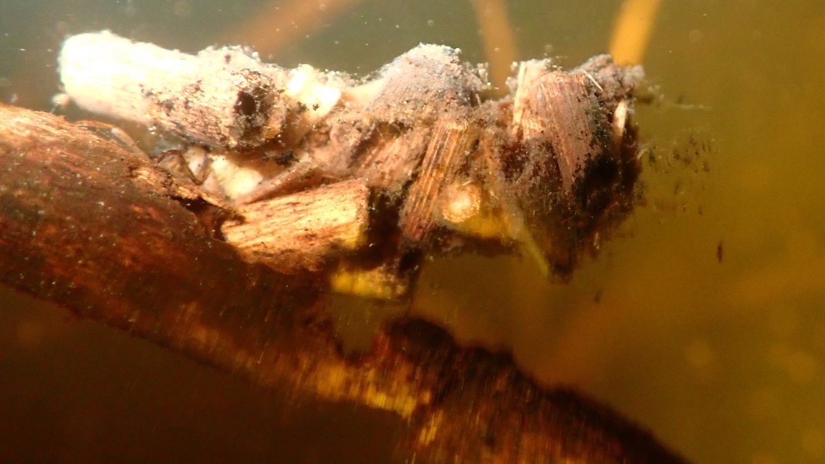 numenini's tweet photo. Ditch at Nattergal High Fen Wildland absolutely crawling with a new Caddisfly larva for me - a Limnephilus species I think. Their intricate cases seemed to be made from criss-crossed Juncus or Reed stems?
#Caddisflies #Caddisflylarvae #trichoptera #Methwold #Norfolk
4/11 https://t.co/NCHR4zshXD