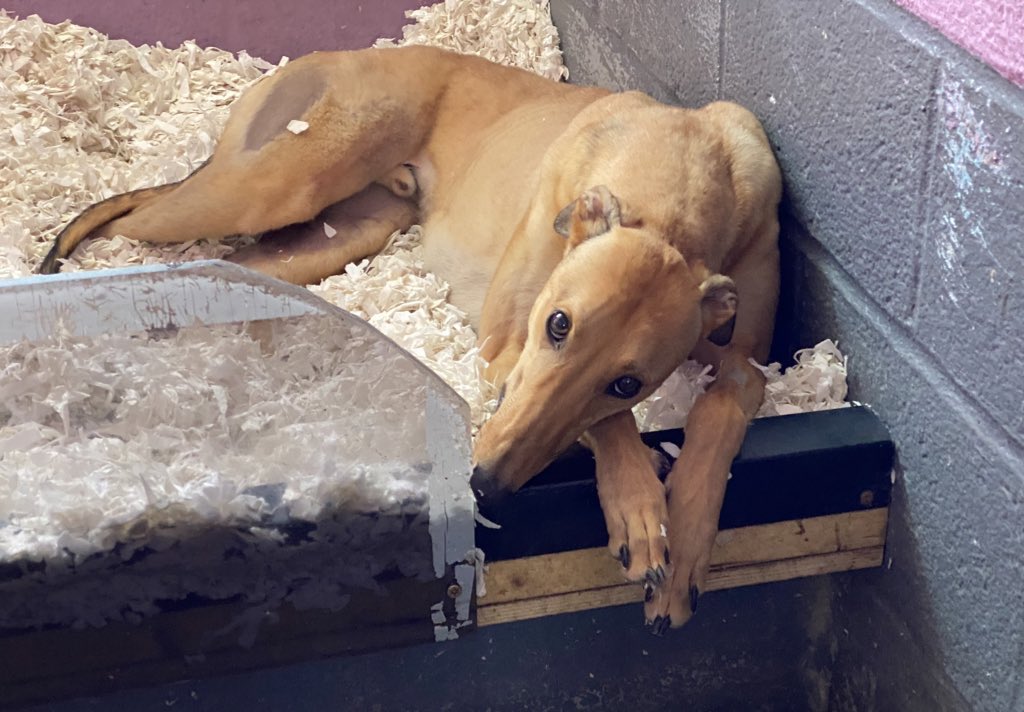 Pablothepup tweet media