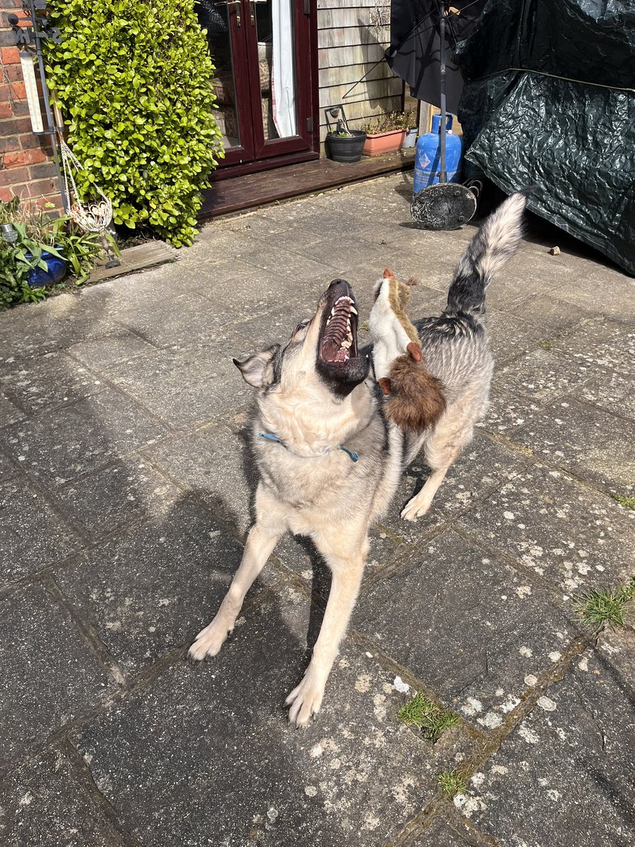 Bought the dog a new toy. Check out the action shot! 😂 @Paws2RescueUK @rickygervais @ruskin147