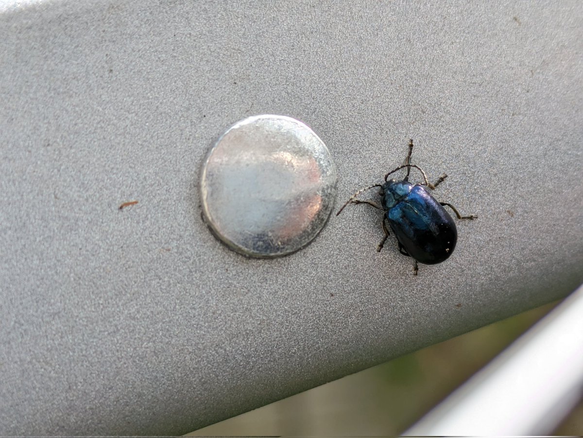 Special guest on the washing line.