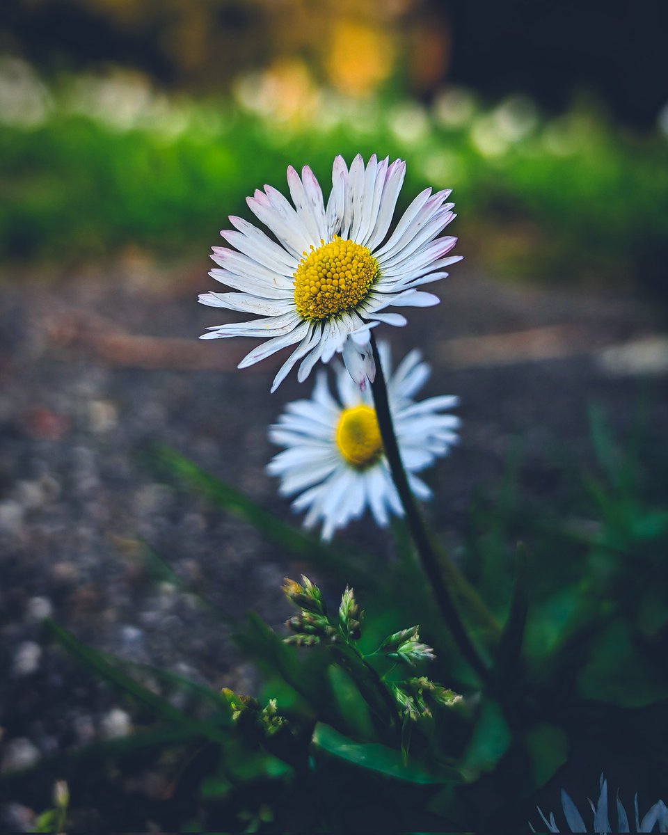 AD_Fotografo_'s tweet image. 📷 HONOR Magic5 Pro 
@Honor_IT 
#HONORMagic5Pro #Flowers #photography #ShotOnHONOR