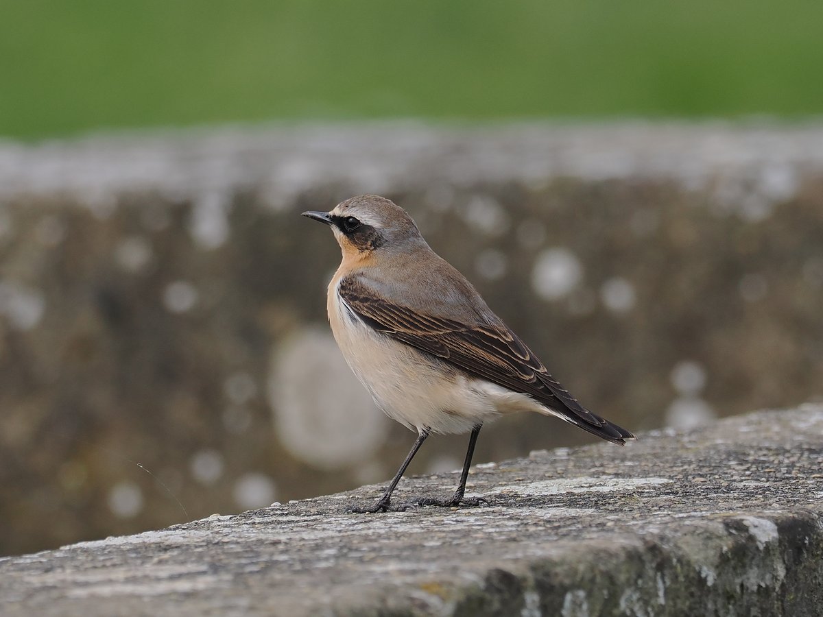 Swalecliffe/Tankerton .This 1st Summer male Wheatear on the slopes was 1 of 4 in the area & our 1st for year, we also had our 1st Greenshank & H. Martins. A local resident saw and photographed a male Common Redstart in their Garden yesterday. @KentishPlover