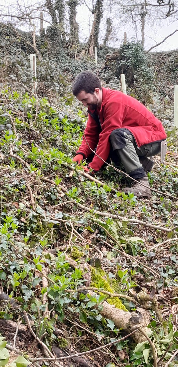 Over the last few weeks, our Ranger team have been out planting whips and cell-grown native broadleaved trees after our ash dieback works. A grand total of approximately 800 will have been planted since November 2023 across the estate. #rangers #ashdieback #replanting