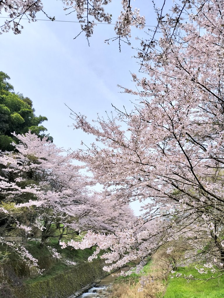 本日、桜巡り
①がんばっていきまっしょいの玉川ダム