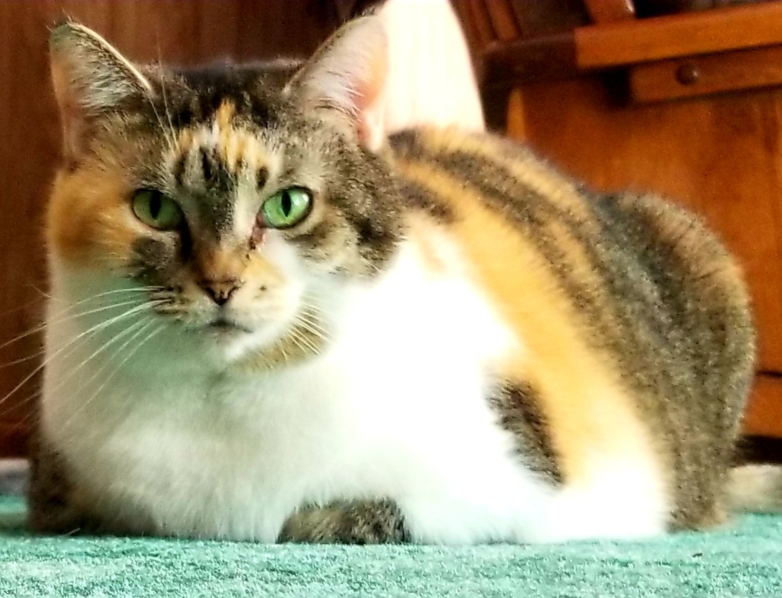 Happy #Caturday from Callie! Callie has a busy day planned. Those plans are patrolling the house, running me over while doing zoomies & taking a nap. That all sounds good except the part about running me over. Oh boy, wish me luck. 😬😂 We hope you enjoy your day! 🐱😊