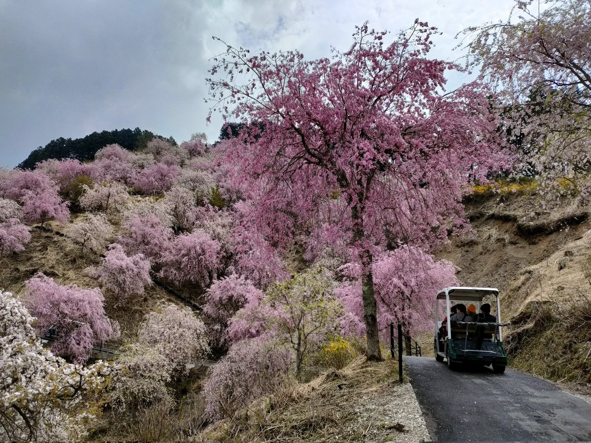 関西の桜の名所は数あれど、私が行った中では奈良・東吉野村の「高見の郷」が断トツNo.1だった。
桃源郷感がすごい。
（画像は2023年4月8日）