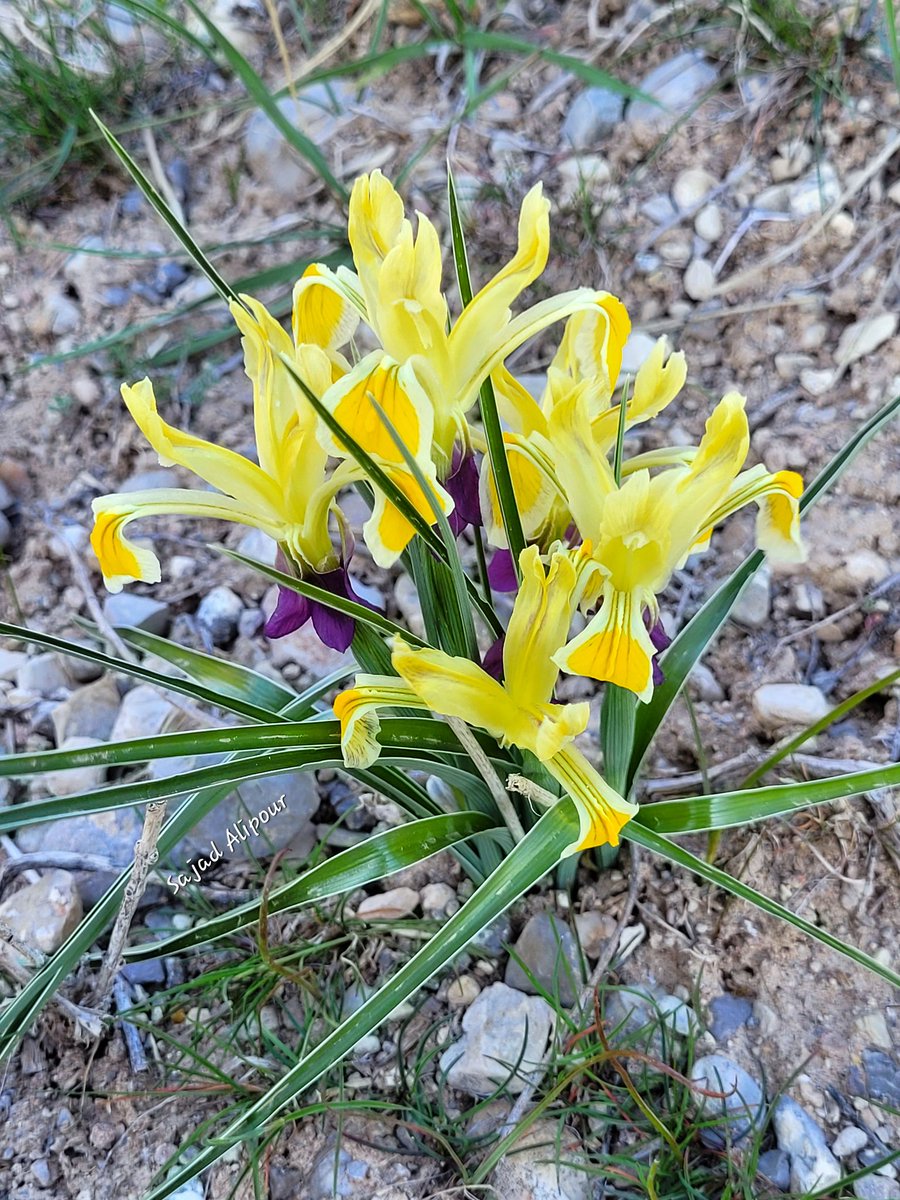 Iris fosteriana Aitch. & Baker Mashhad, Iran April 5, 2024 Elevation: 2050m To photograph this one and some other species, we drove around 3,100 kilometers (Shiraz to Mashhad), from the Southwest of Iran to the Northeast. Was it worth it? #iris #iridaceae #botany #wildflowers