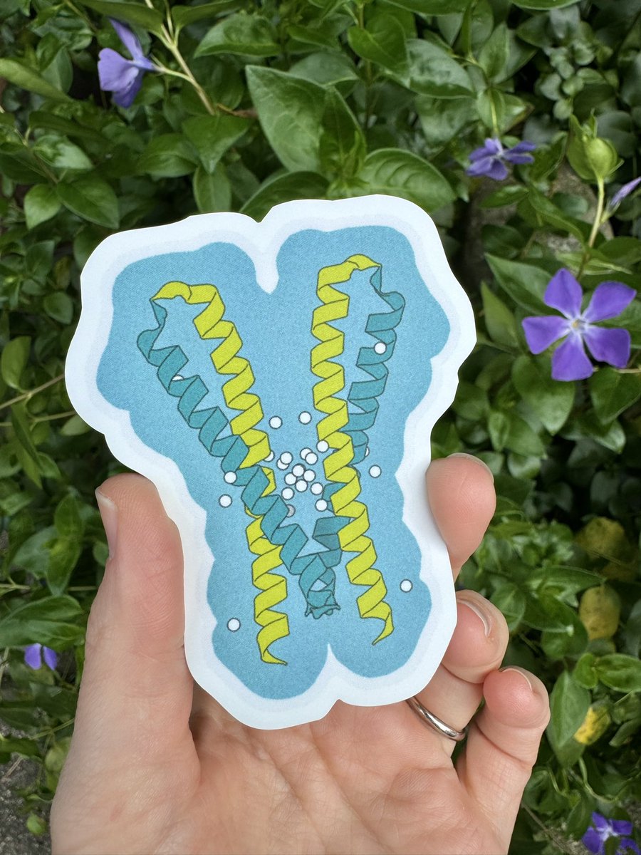 IvanaDuic's tweet photo. New protein structure sticker in my shop 🛍️ Based on PDB: 8IBH
I accept requests too! 🏗️
https://t.co/3ocxzMdy50
#sciart #proteinstickers #stickers https://t.co/3dVu4zy2Ci