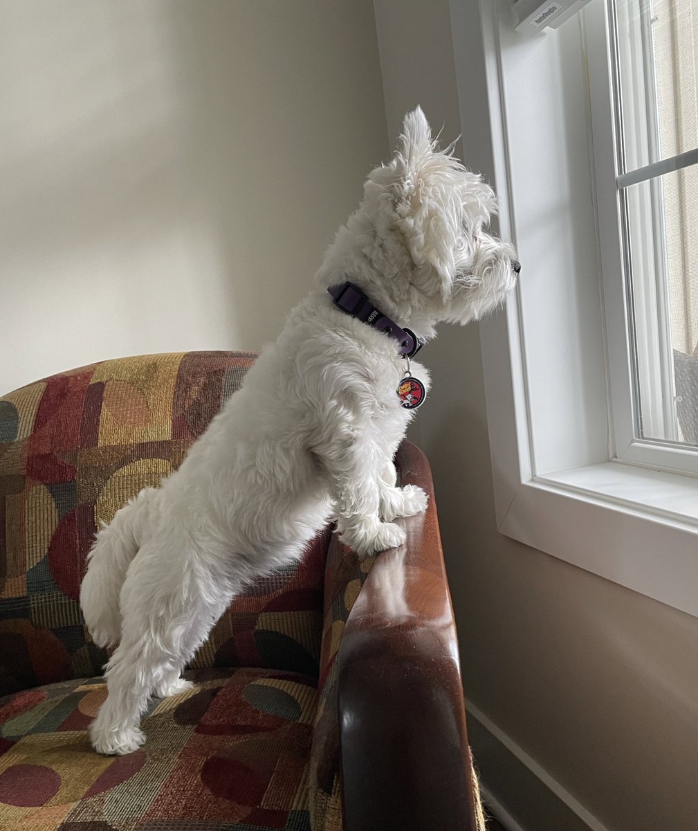 🐶 On Patrol, On the Chair & On my Game, RaaAA! 👊🏼 #ZSHQ