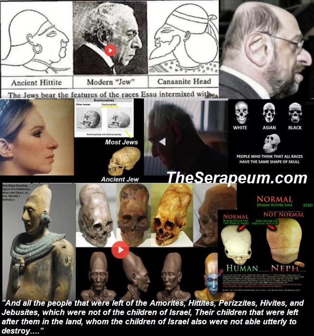 Did you know: Jews are Genetically not human? Hybrid/Mutant (Nephilim/Anunnaki) with a religion that tells them to kill whites and enslave browns and yellows.