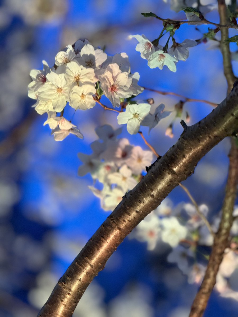 美しき夜桜🌸