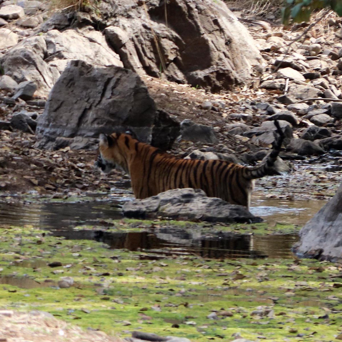 Incredible to see tigers in the wild, with only 3682 remaining in India. There were 100,000 in the early 1900’s before numbers plummeted to 50,000 in 1930, and only 1827 in 1972. Based on the 3 data points when would the tiger population die out assuming the trend had continued?