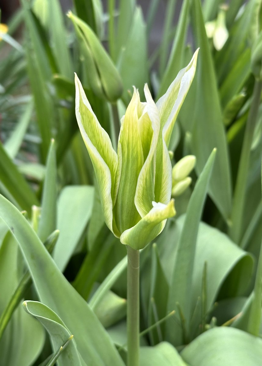 What a beautiful green & white tulip. #tulip #flower #tulips #flowers #garden #spring #springflower #green #white