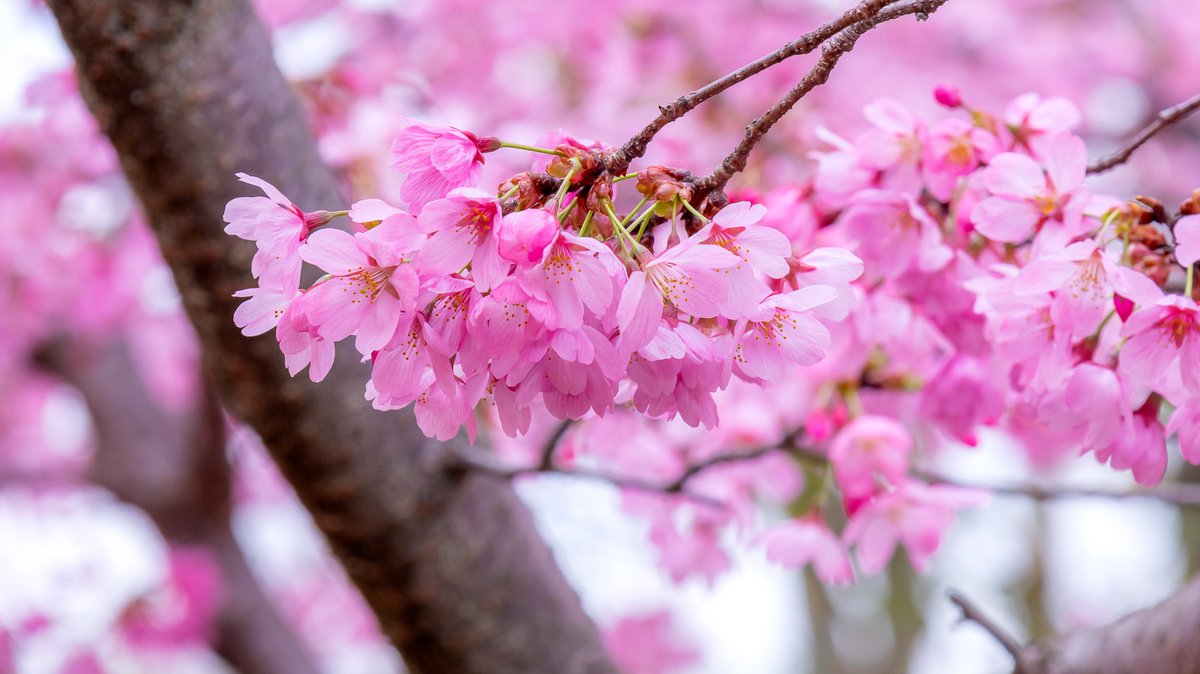 車折神社の桜

#写真で日常を彩りたい
#ファインダー越しの私の世界  #photography
#写真好きな人と繫がりたい #カメラ好きな人と繋がりたい
#eosr10 #R10 #18ー150 #桜 #車折神社 #京都